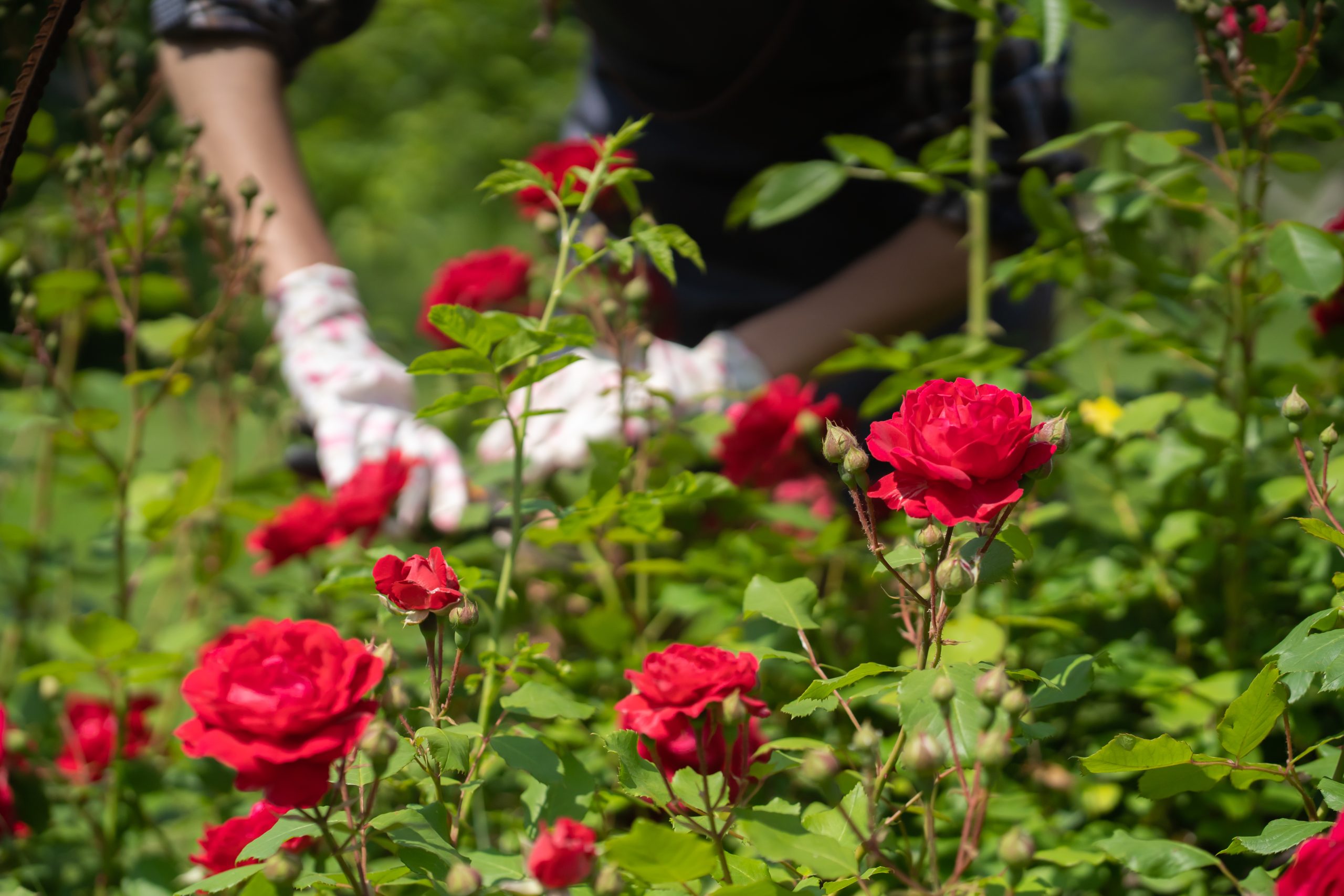 Flamingo Horticulture - Sun Capital Partners, Inc.